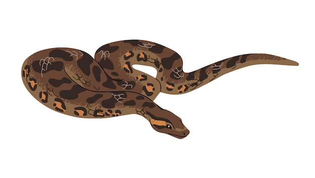 Riesengrüne Anakonda Gewöhnliche Wasserboa Exotische Schlange mit gemusterter Haut Große tropische Schlande Gefährliches Amazonas-Tier Dschungelreptil Flache isolierte Vektorillustration auf weißem Hintergrund