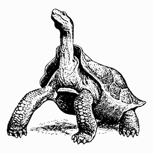 Riesenschildkröte geochelone elephantopus