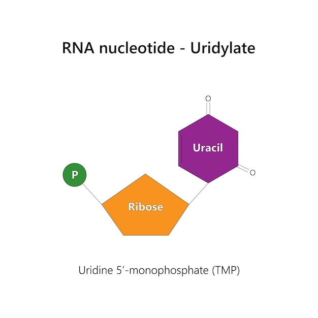 Vektor rna-nukleotid-ribonukleotid uridylat uracil