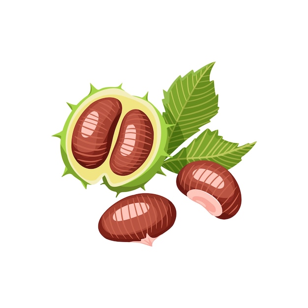 Rohe Kastanien und Blattvektorillustration