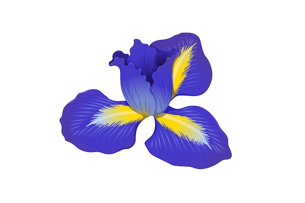 rosa blau