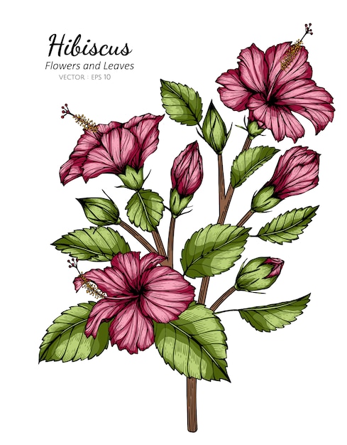 Rosa hibiskusblumen- und blattzeichnungsillustration mit strichzeichnungen auf weiß.