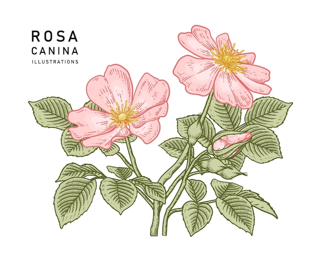 Rosa hundrose rosa canina blumenzeichnungen