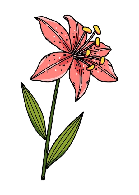 Vektor rosa lilienblumenvektor-illustrationshand gezeichnet in skizzenart