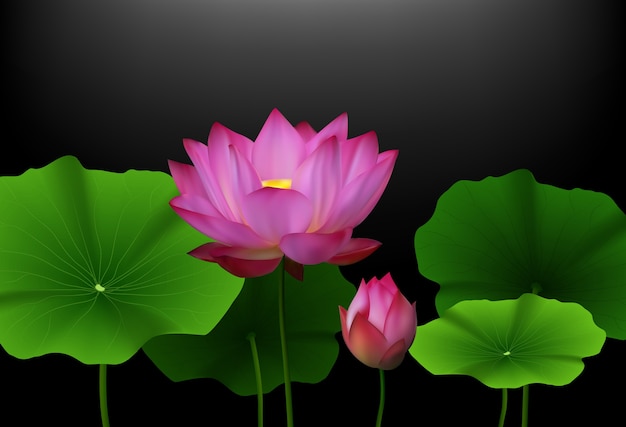 Rosa lotus-blume mit grünen blättern auf schwarzem hintergrund