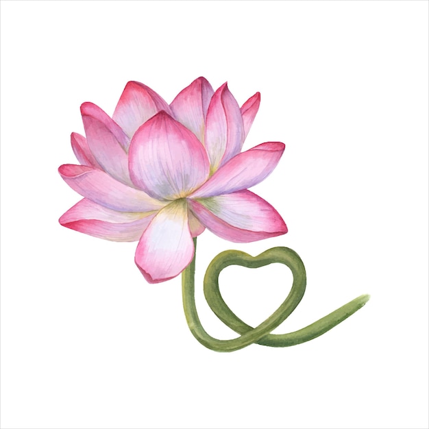 Rosa Lotusblüte mit herzförmig gekrümmter Stängel Wasserlilie Aquarell-Illustration