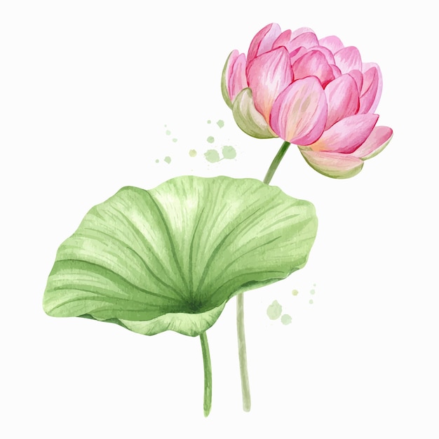 Rosa lotusblüten und blätter. aquarellillustration komposition mit lotus. chinesische seerose