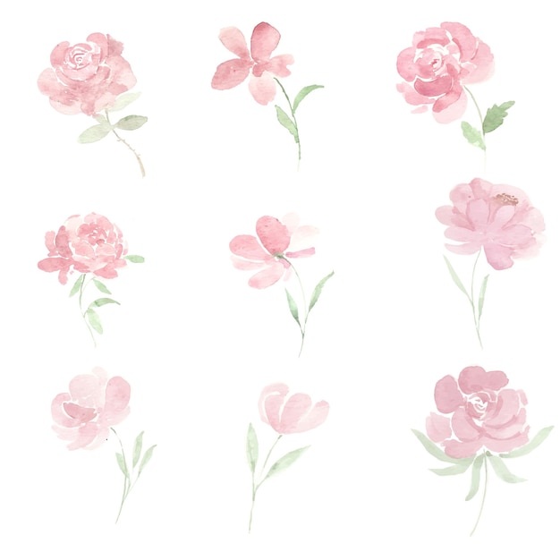 Rosa Pfingstrose-Aquarell-Blumen-Sammlungs-Set