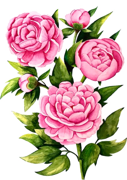 Rosa Pfingstrose blüht Blumenstrauß-Aquarell-Vektorillustration