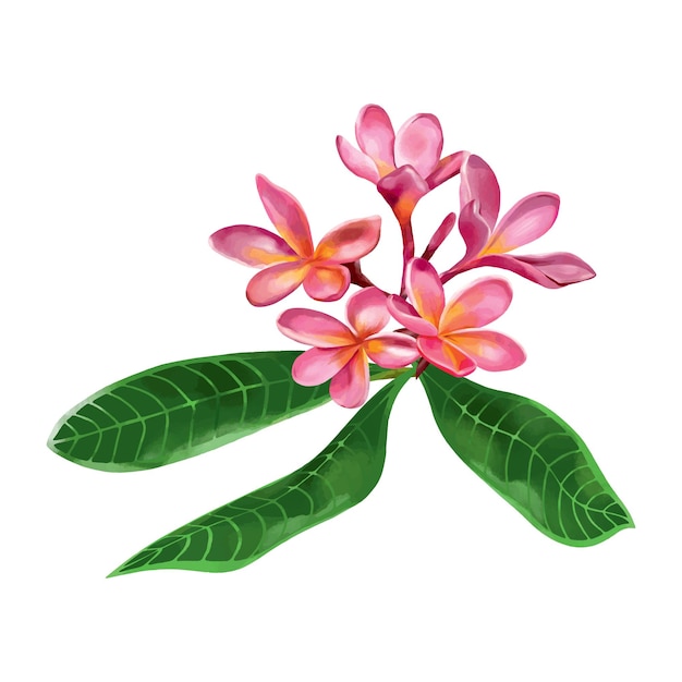 Vektor rosa plumeria mit grünen blättern. vektorillustration exotischer blumen im aquarellstil. hochzeitseinladungen, grußkarten, sommerbanner