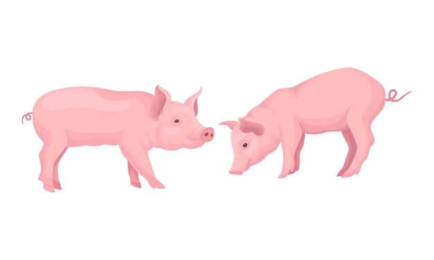 Rosa Schwein als geschädigtes Huftier in verschiedenen Posen Vektor-Satz