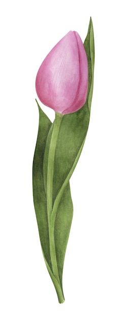 Rosa Tulpe auf weißem Hintergrund Aquarell botanische Illustration Florales Clipart-Element