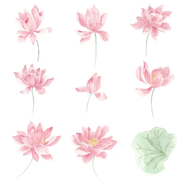 Rosa Vintage Lotus-Aquarell-Blume und Blätter