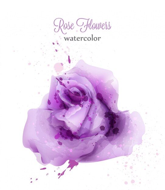 Rosa wilde rosen des aquarells