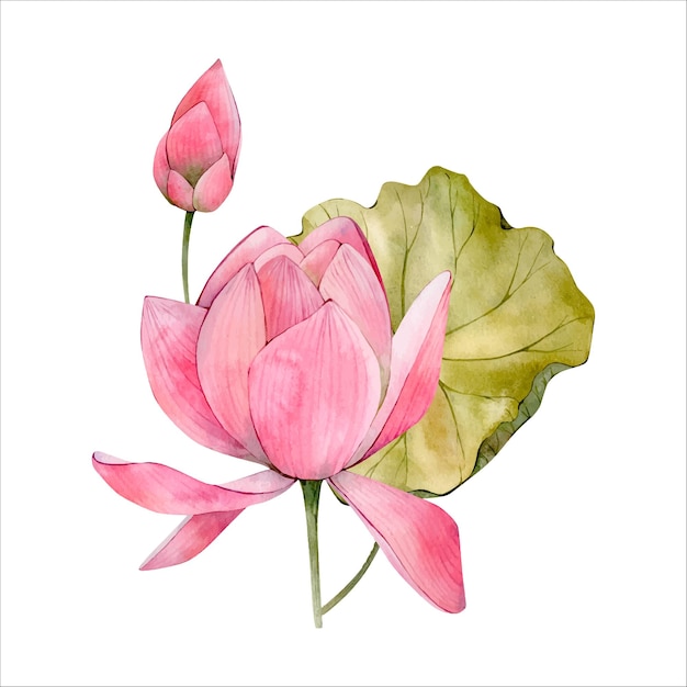 Rosafarbene lotusblumen-aquarellillustration lokalisiert auf weiß aquarell-seerosen-blumencliparts