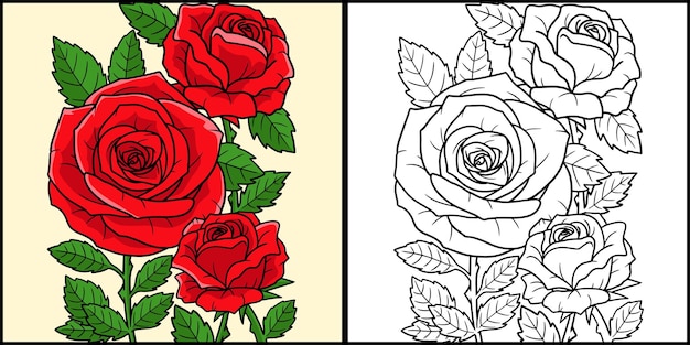 Rose blume färbung seite farbige illustration