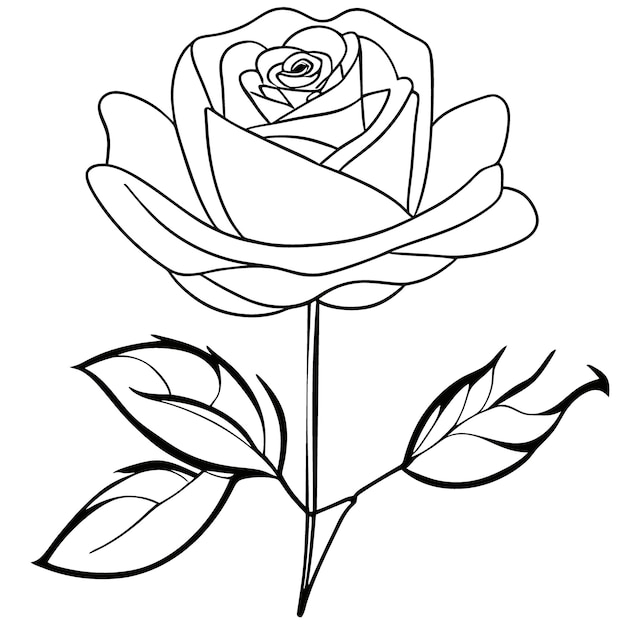 Vektor rose for drawing coloring book vector illustration line art