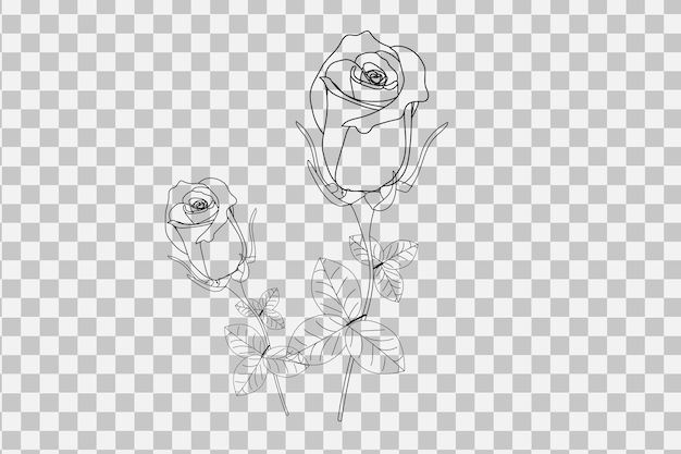 Rose line art-illustration