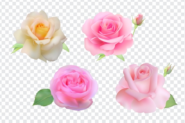 Rose Set isoliert