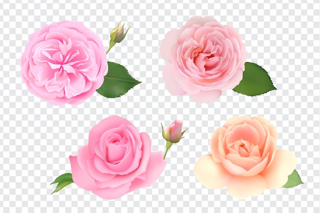 Rose Set isoliert
