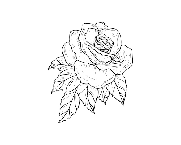 Rose-Vektorzeichnung | Premium Vektor