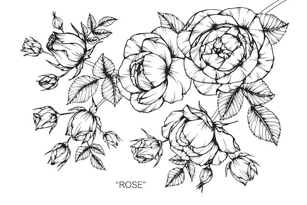 Rosen-Blumenzeichnungsillustration.
