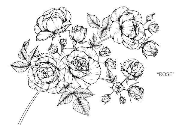 Rosen-blumenzeichnungsillustration.