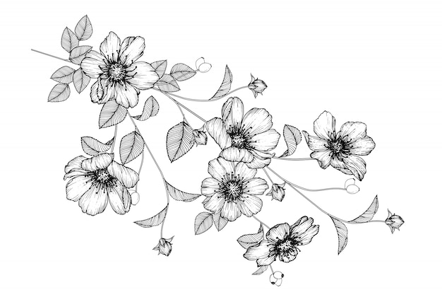 Rosenblatt und Blumenzeichnungen. Vintage Hand gezeichnete botanische Illustrationen. Vektor.
