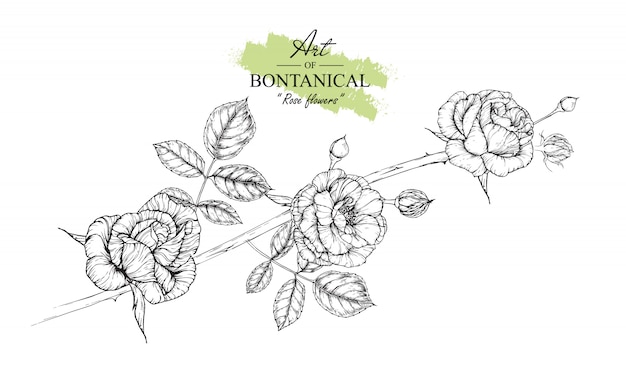 Vektor rosenblatt und blumenzeichnungen. vintage hand gezeichnete botanische illustrationen. vektor.