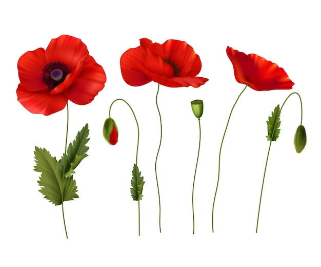 Rot blühende mohnblumen mit realistischem set der knospen und samen lokalisiert auf weißer hintergrundvektorillustration