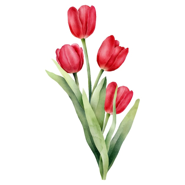 Rote Aquarell-Tulpe. Handgezeichnete Aquarell-Illustration