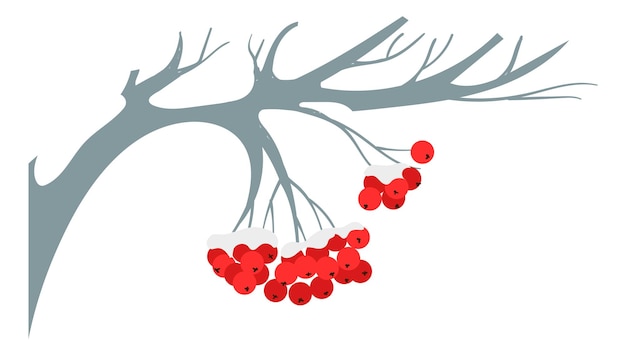 Rote Beeren, die vom Baum hängen. Vogelbeerzweig mit Schnee isoliert auf weißem Hintergrund