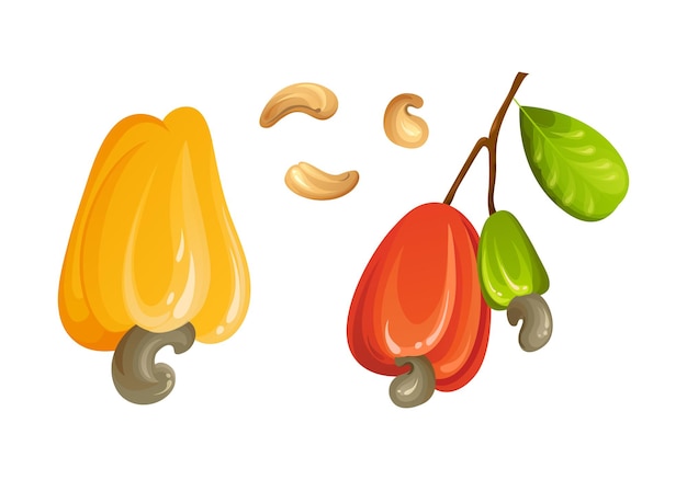 Rote cashew-nuss unreifen und reife exotische gelbe frucht mit grünen blättern cartoon-vektorillustration