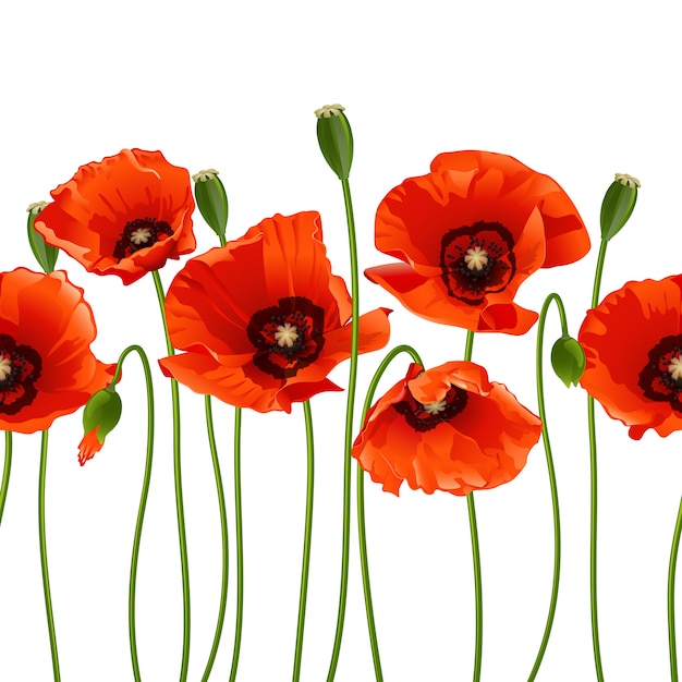 Rote Mohnblumen in einer Reihe.