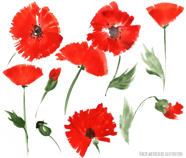 Rote Mohnblumenblumen durch Aquarell
