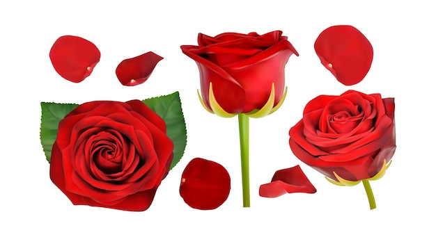 Rote Rose lokalisiert auf weißem Hintergrundvektor
