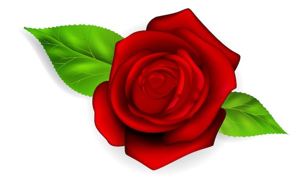 Rote Rose mit zwei grünen Blättern