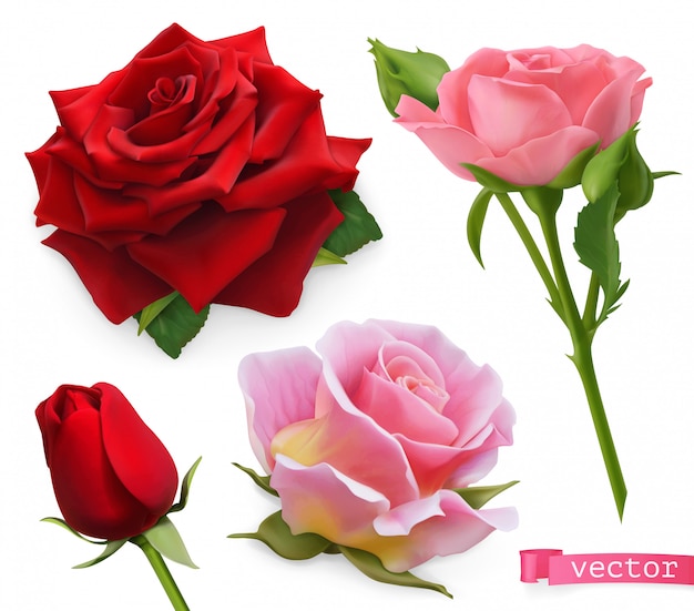 Rote und rosa Rosen. Realistischer Satz des Vektors 3d