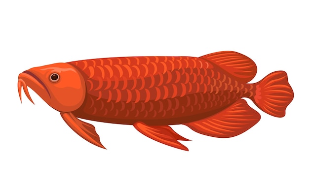 Vektor roter arowana exotische fischtierarten cartoon-illustrationsvektor