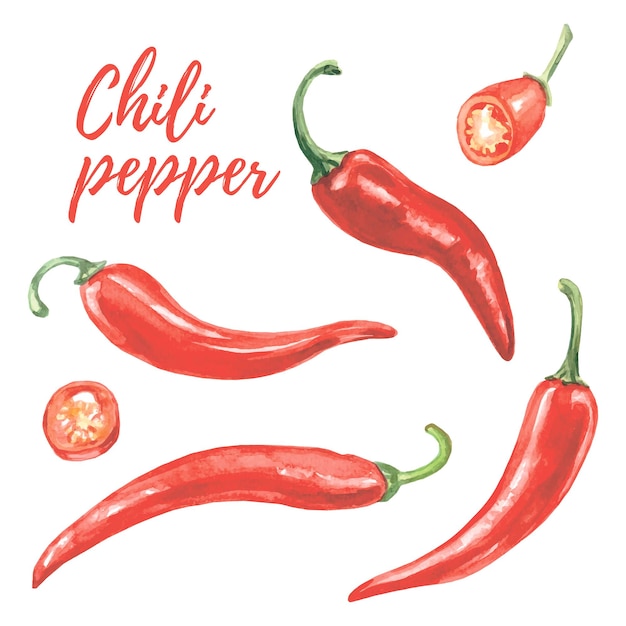 Roter chili-paprika-aquarell-satz peperoni hochwertige illustration