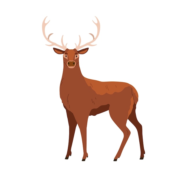 Roter Hirsche mit Geweiß Wildwaldtier Männchen erwachsener Hirsch mit Hörnern Großes Holz-Huf-Säugetier aus Nordamerika Europa Flache Vektorillustration isoliert auf weißem Hintergrund