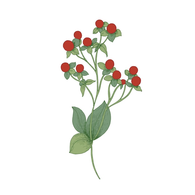 Rotes Hypericum mit Frucht und grünen Blättern lokalisiert auf Weiß