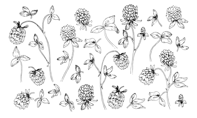 Rotklee-Blume für die Honiggewinnung im Vintage-Stil Skizze von Trifolium Zeichnung von Pratense Botanische Vektorillustration