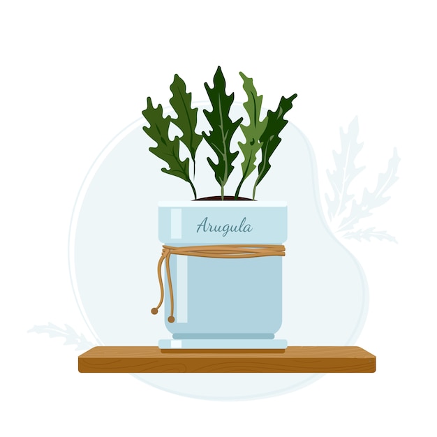 Vektor rucola, gartenrakete oder rucola essbare einjährige zimmerpflanze im einmachglas als teil von kräutern auf der fensterbank.