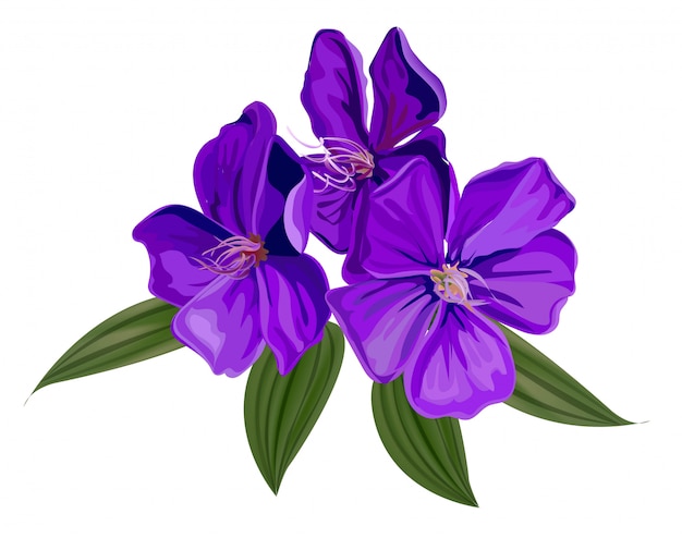 Ruhmbusch-Blumenvektorillustration