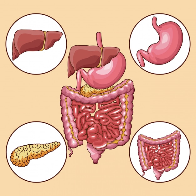 Runde ikonen des verdauungssystem-organs