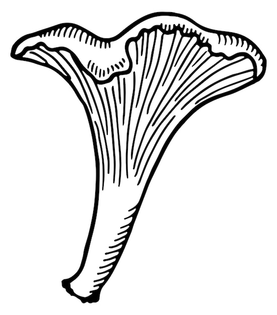 Vektor russule-skizze tintenzeichnung des rohen pilzes