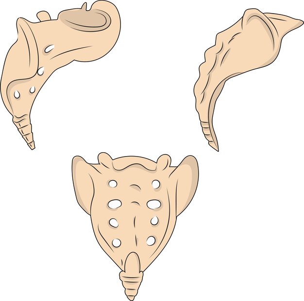 Vektor sakrum und halswirbelsäule