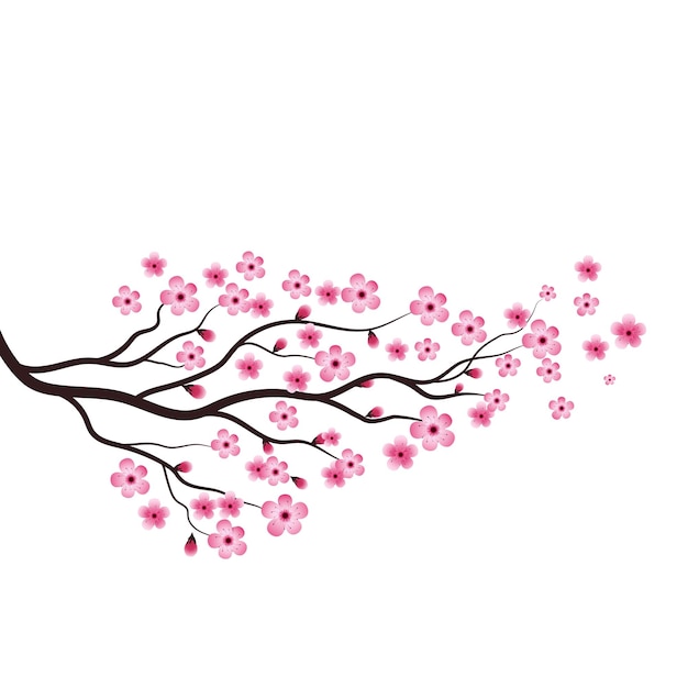 Sakura beauty blume vektor-symbol