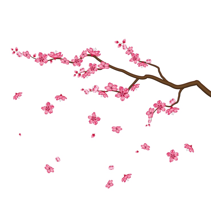 Sakura-Blüten blühen lokal auf Weiß
